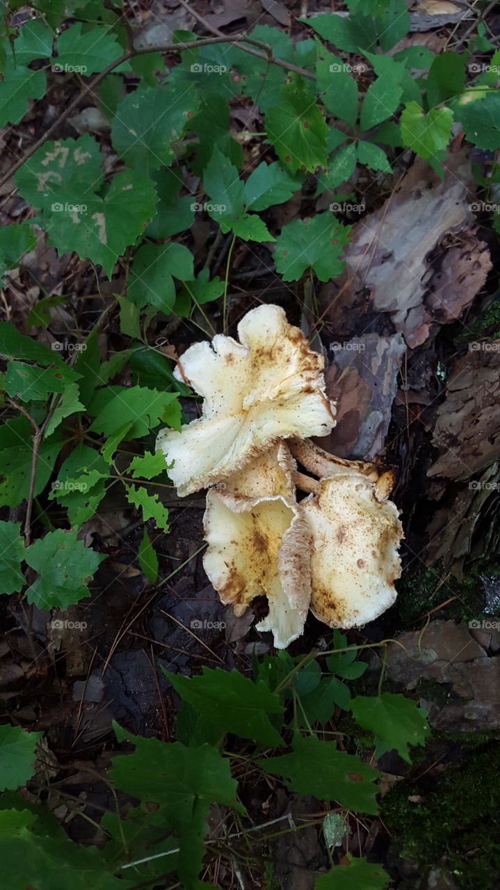 Mushroom. Natchez Trail, Mississippi