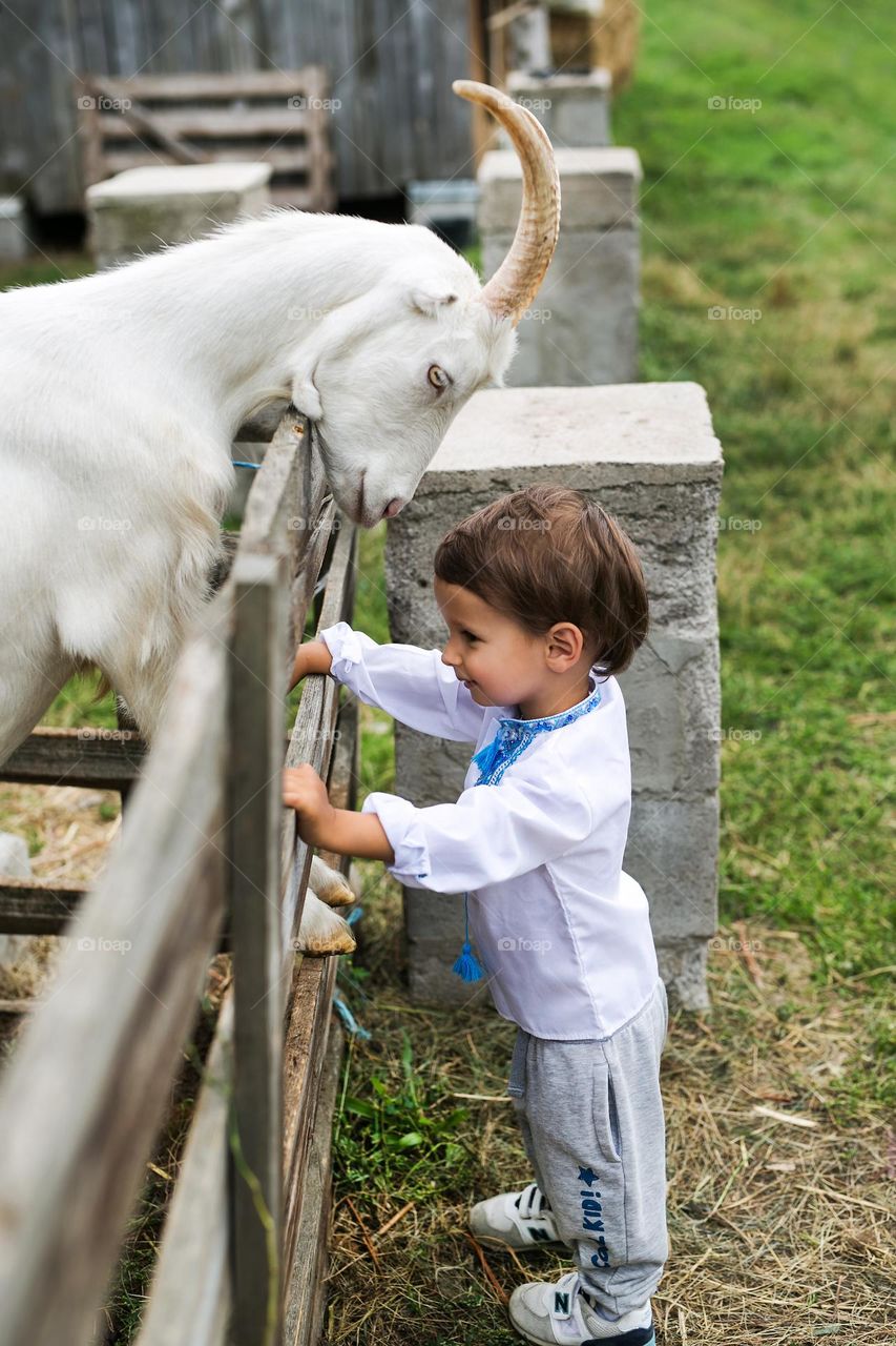 Countryside, a little boy of three years old, feeds goats on a farm, helps his parents in a country house