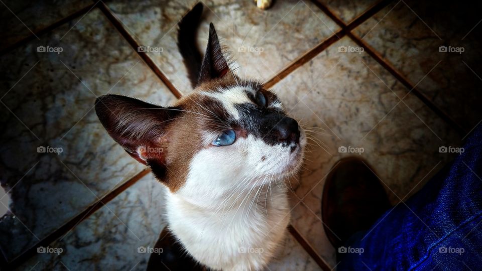 Outro gato olhando para cima.