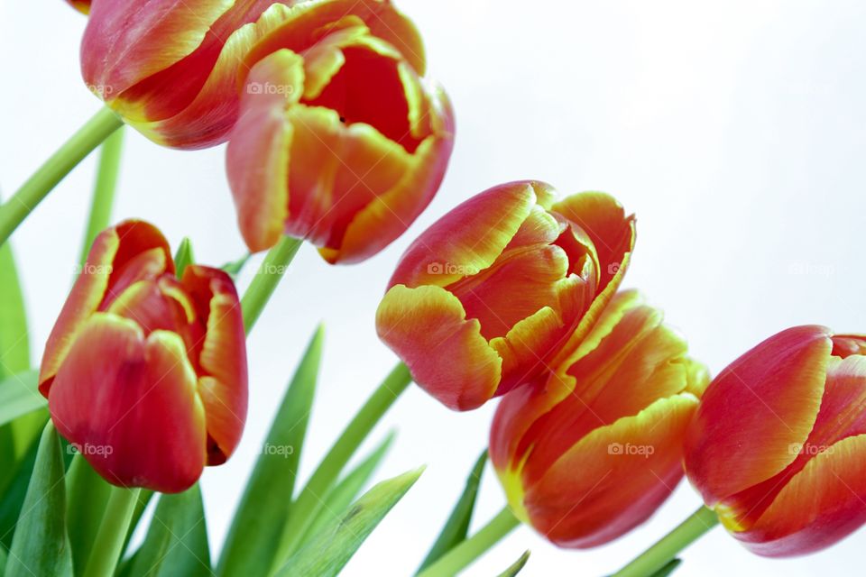 Red tulips 