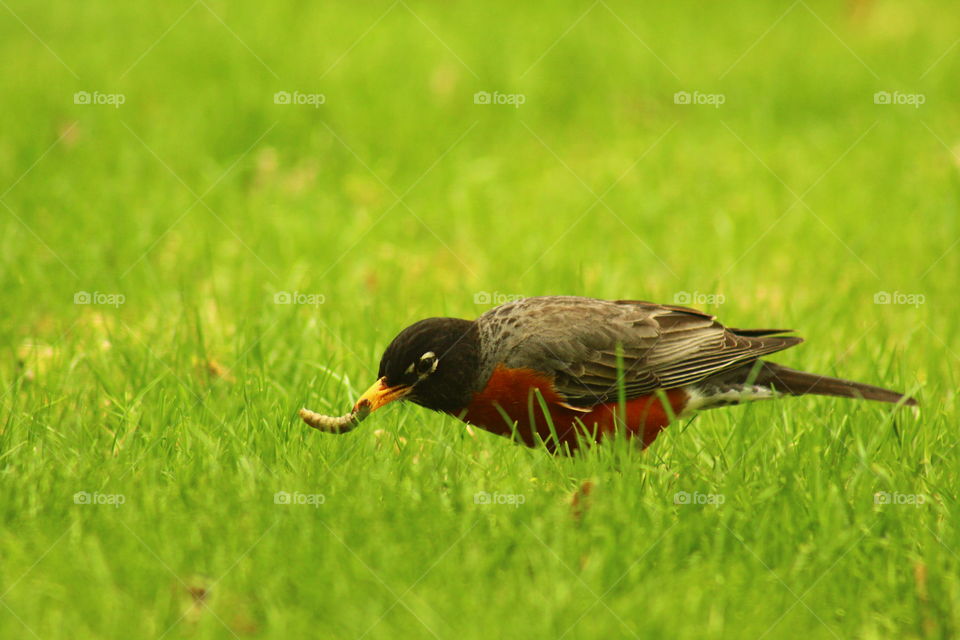 A robin plucks a maggot out of the ground!