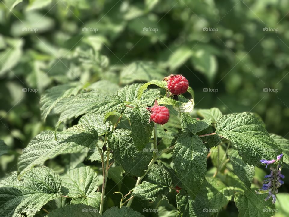 Raspberries 