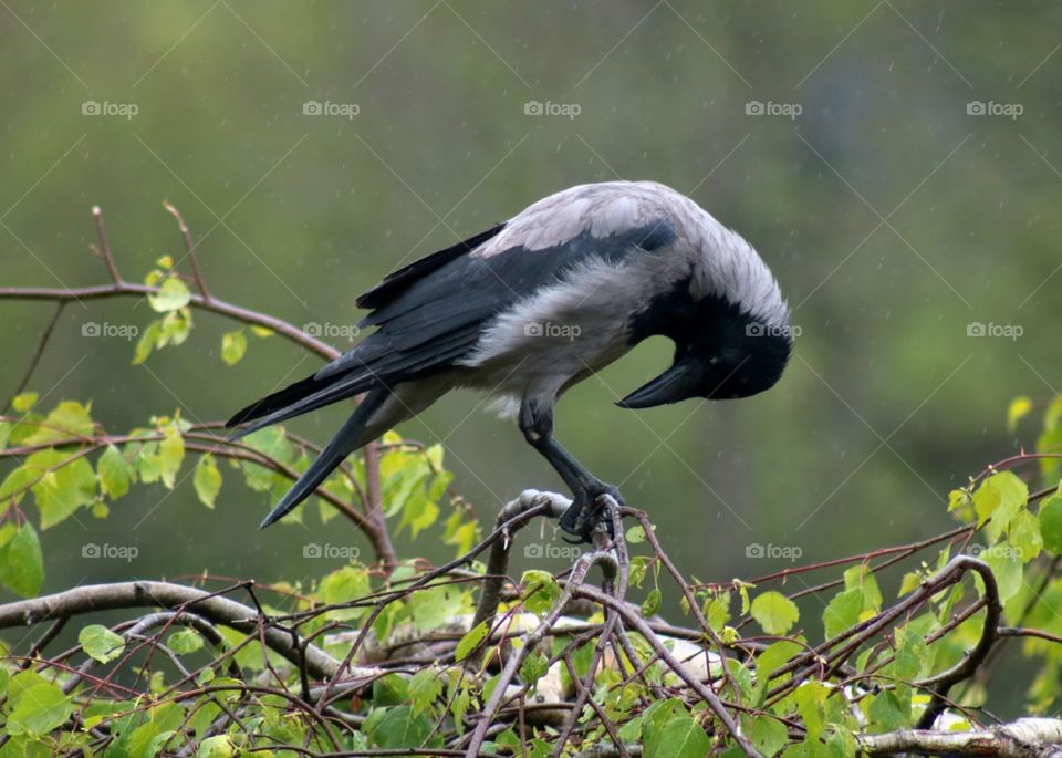 Animals, raven, bird