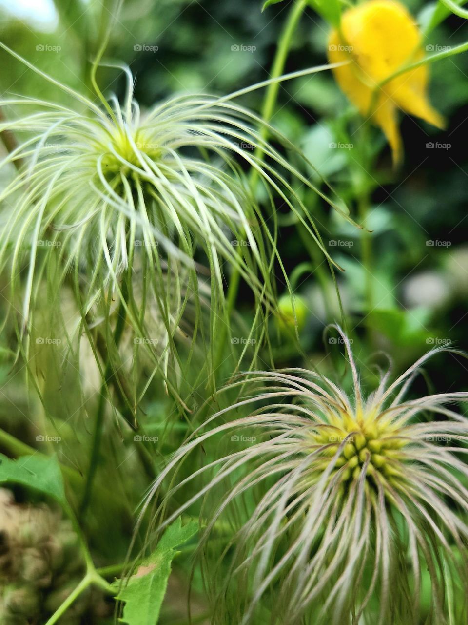 Golden clematis