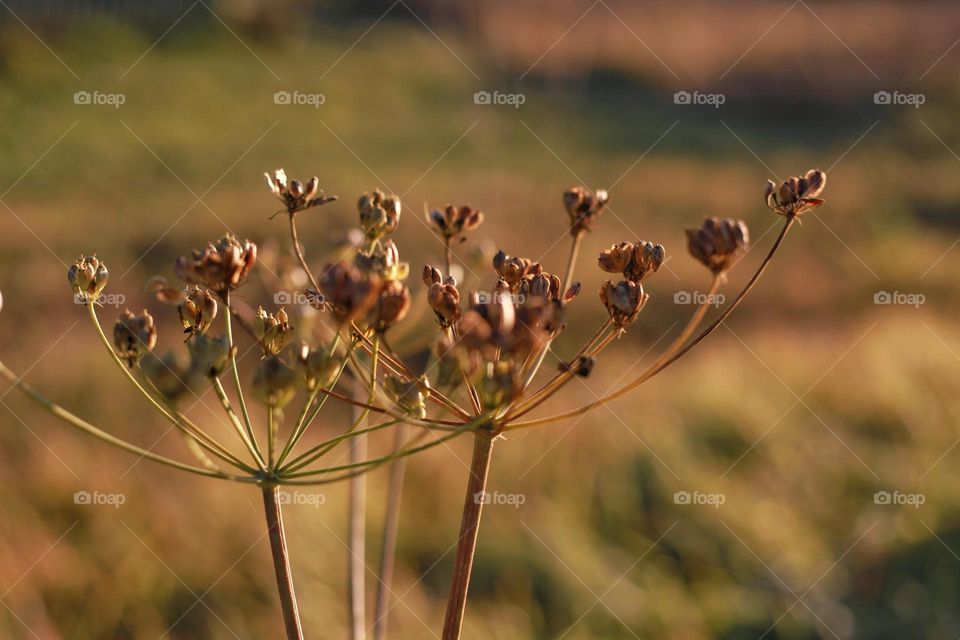 the plants in the field turned orange and without leaves, only umbrellas with seeds remained