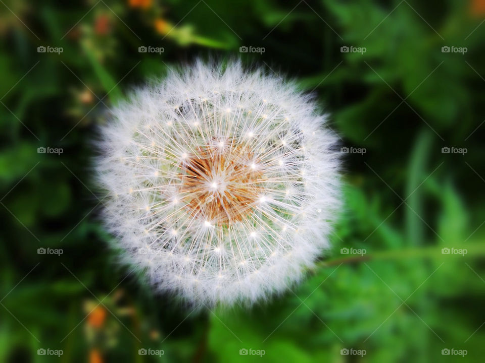 DANDELION