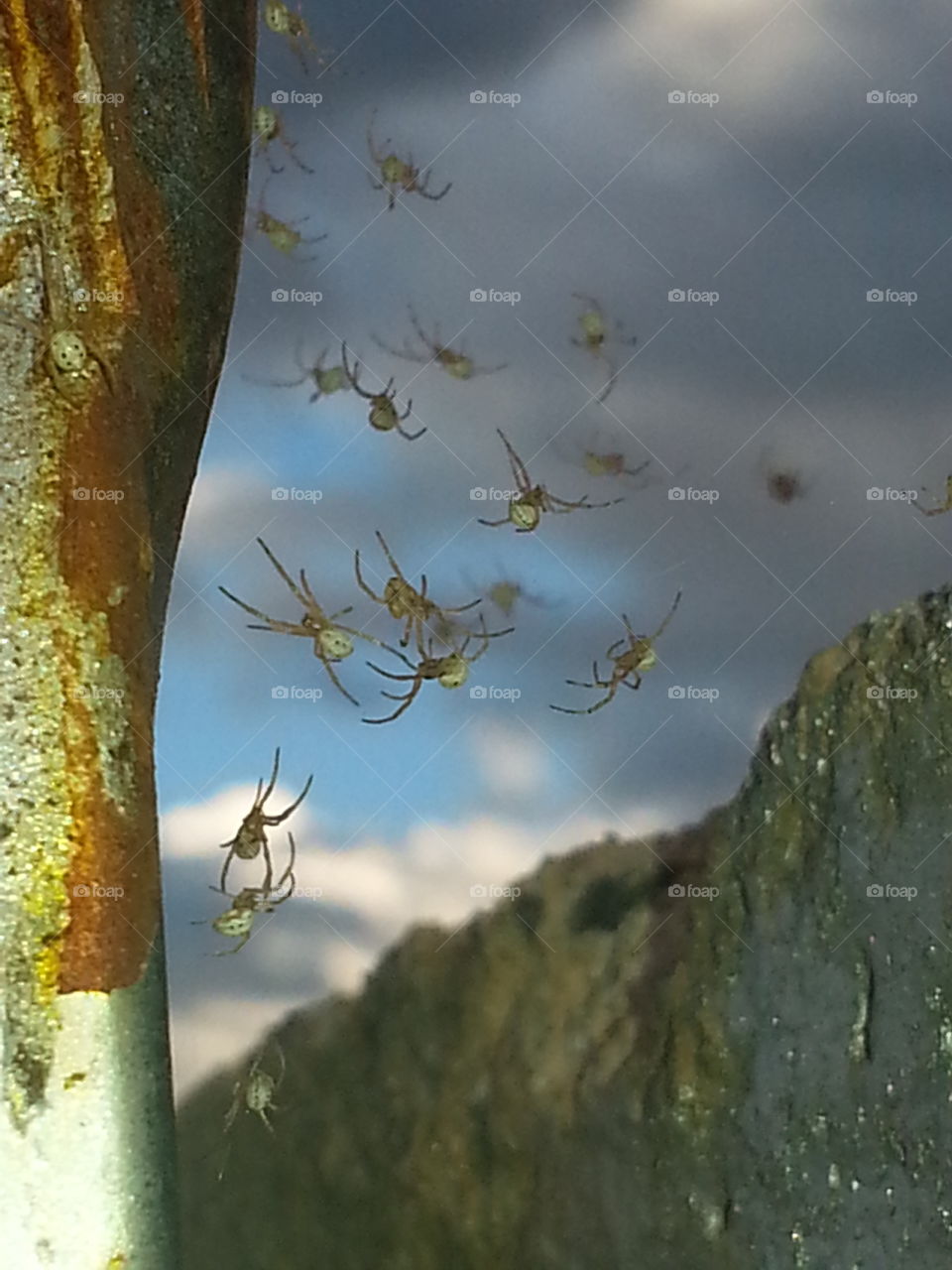 spider hatchlings take flight