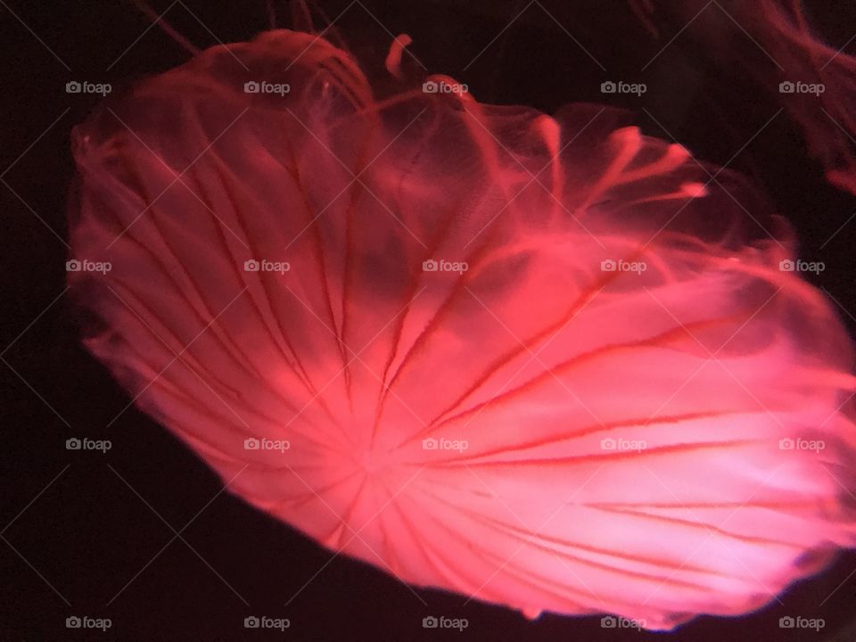 Lined Sea Nettle - Closeup 