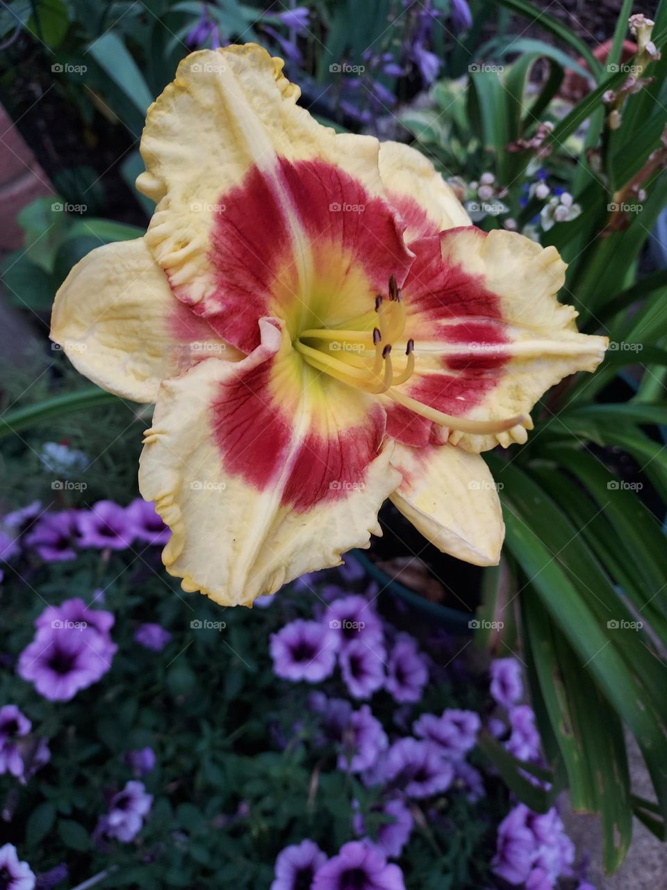 yellow and red day lily