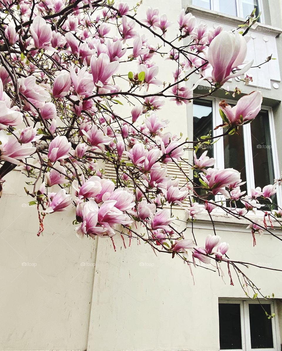 Spring in Bulgaria, Sofia 