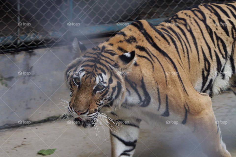 Tiger walking inside its cage