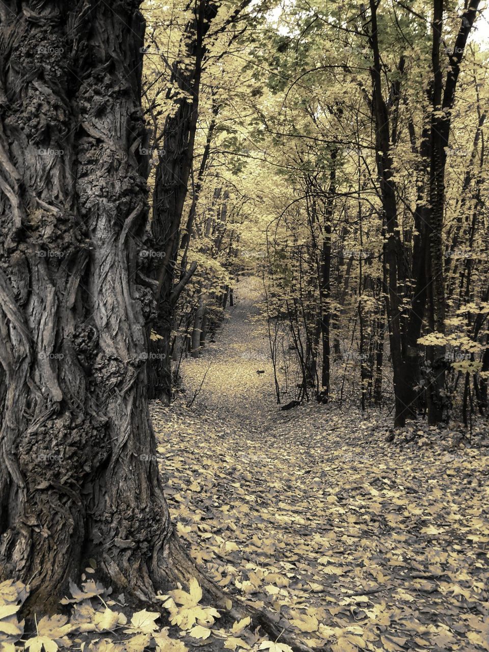 Yellow autumn in delicate shades