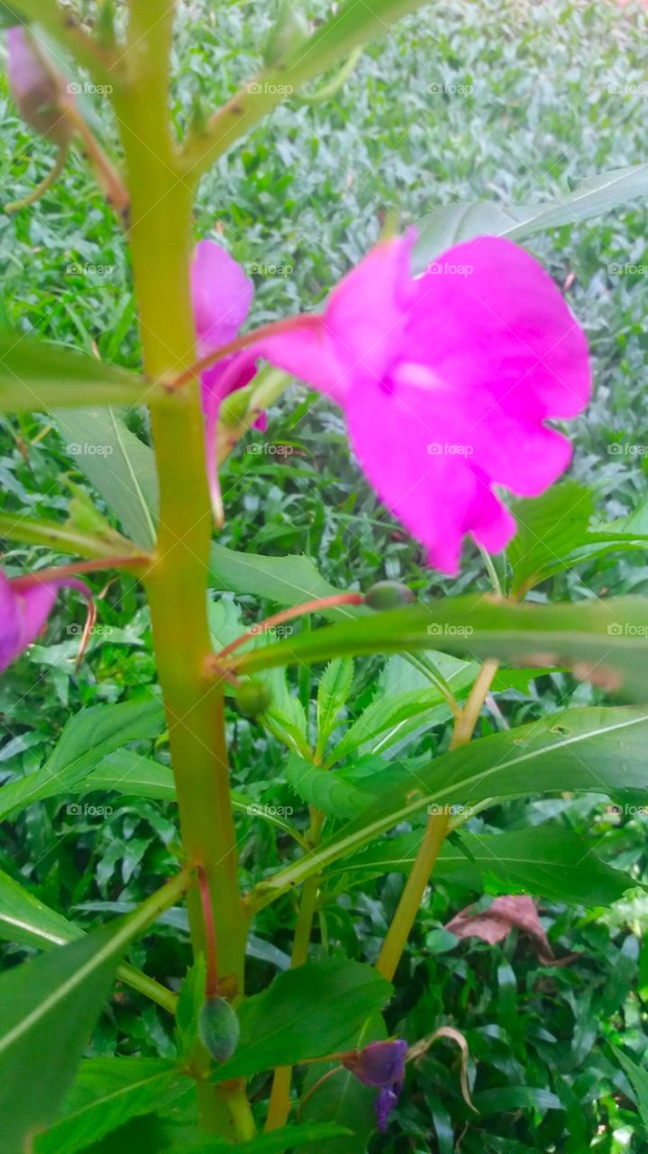 flowers sri Lanka