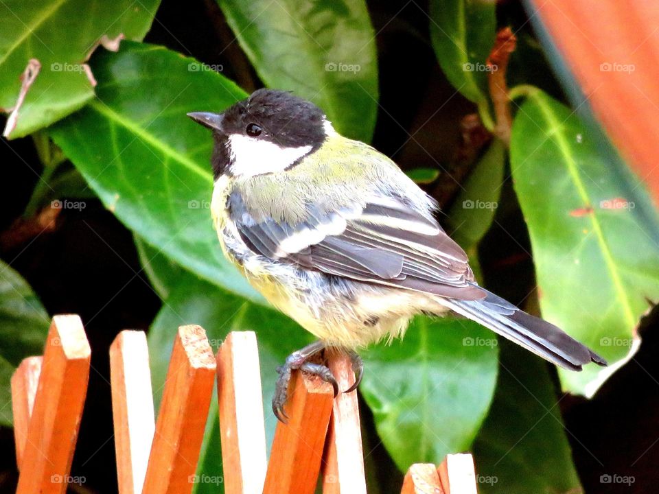 black tit