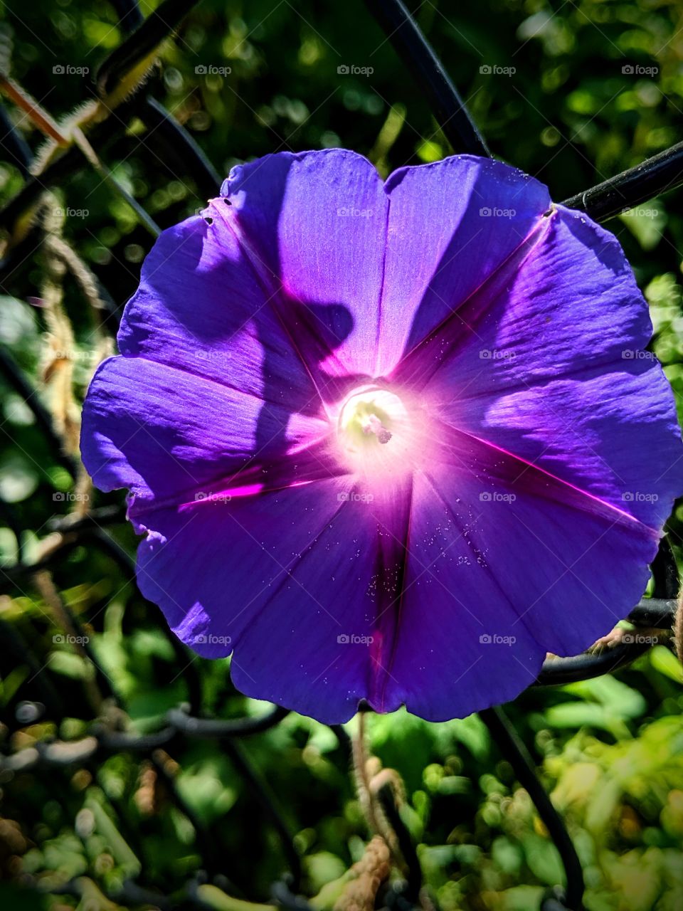 interesting lighting creating a glow in the middle of a flower