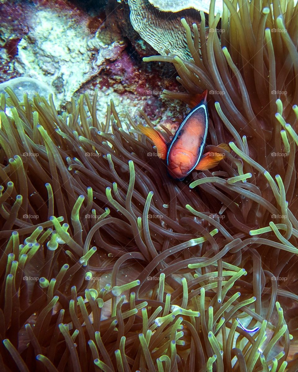 Tomato Clownfish hiding in anemone 