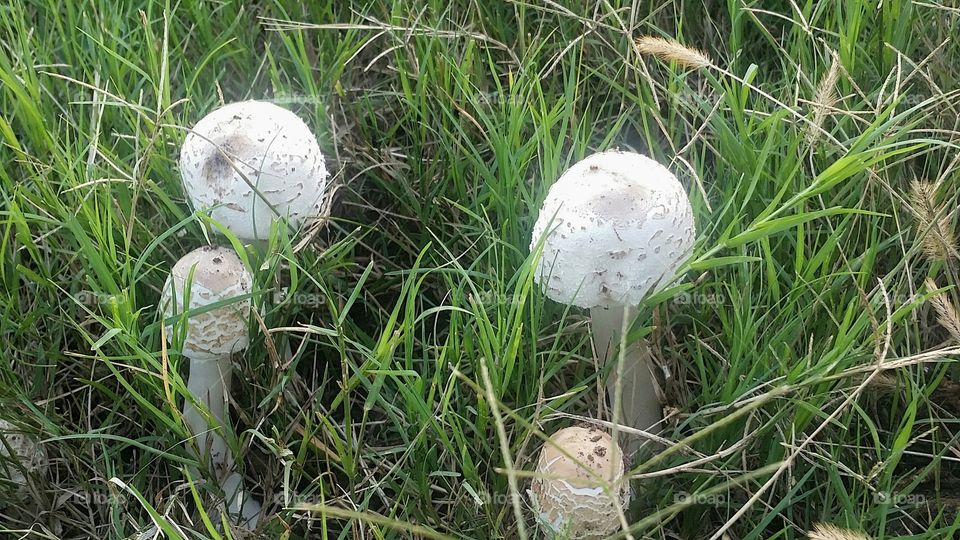 Mushrooms