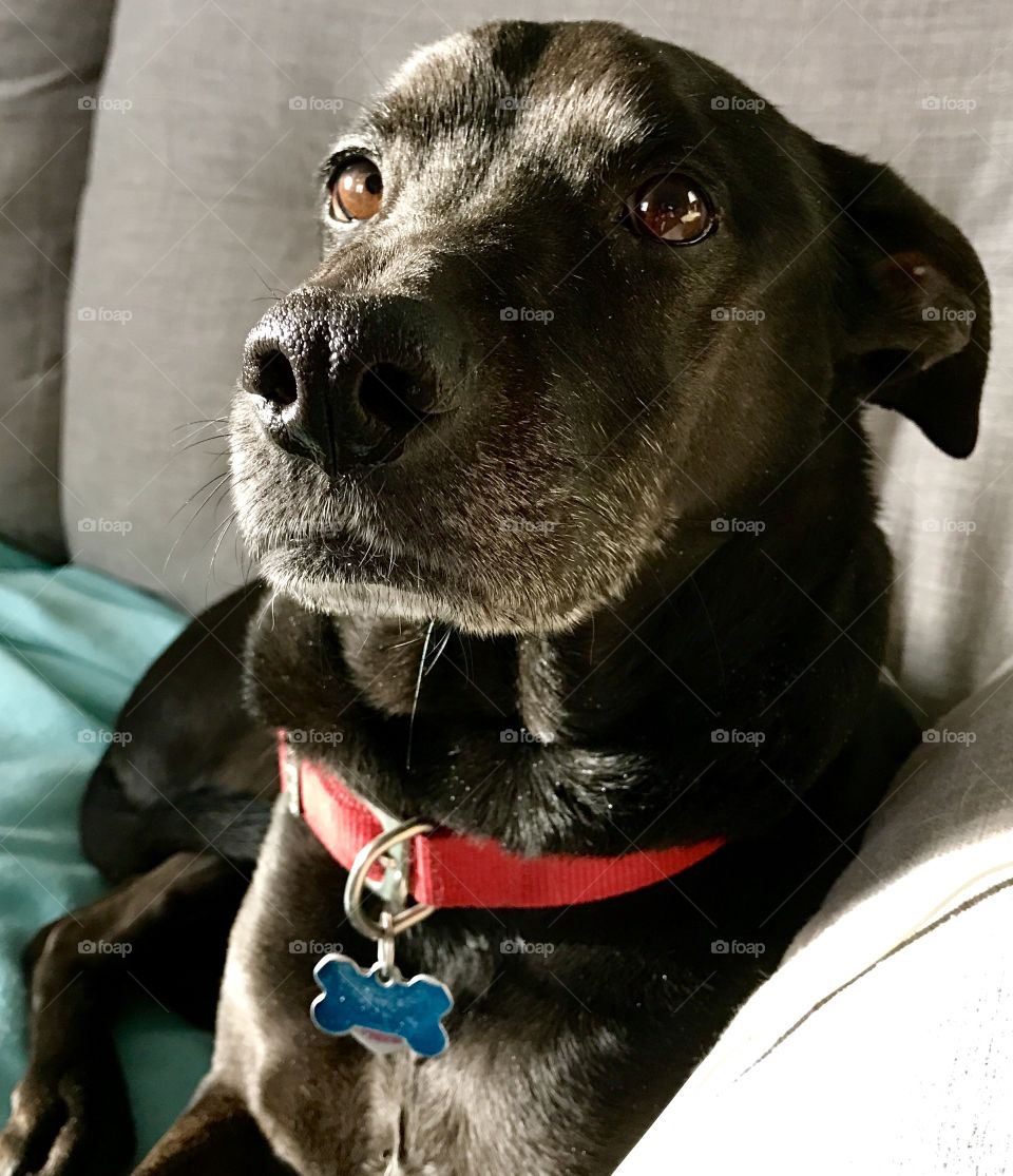 Close-Up Black Lab Face