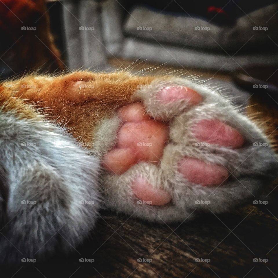 mammal