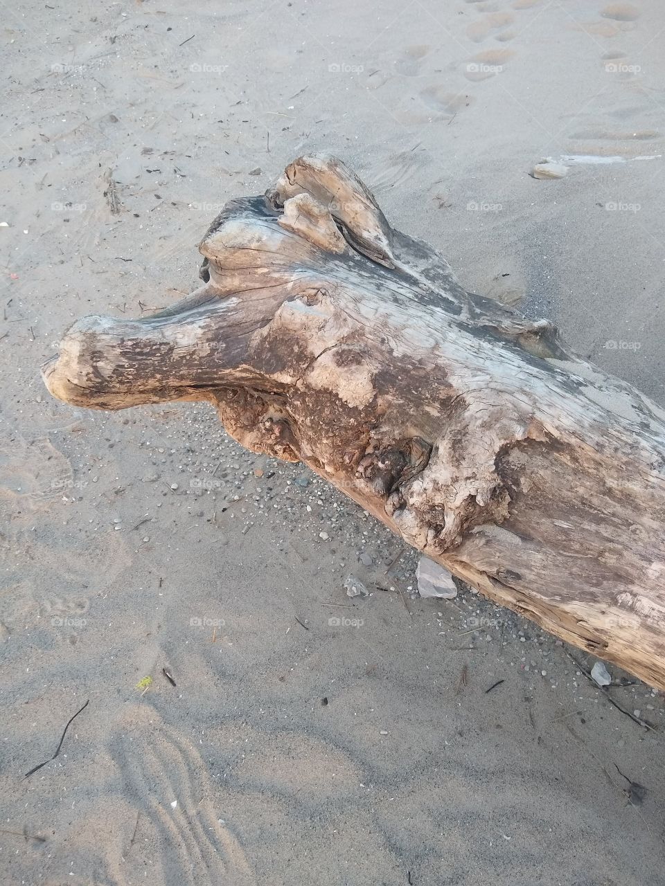 Unfiltered beautiful log on the beach