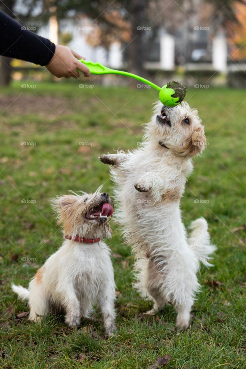 The dog playing with a ball