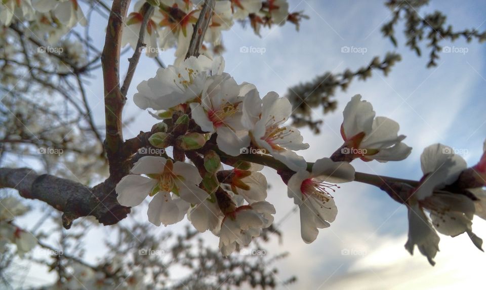 Low angle view of a almond tree