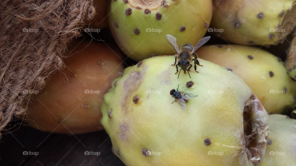 Bee vs house fly