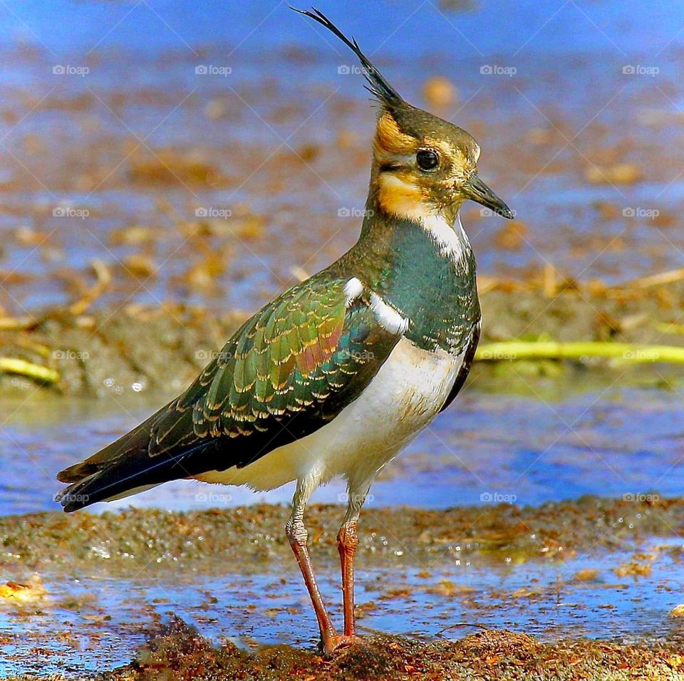 Beautiful and cute bird