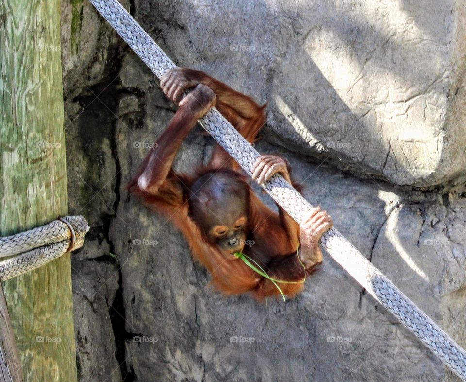 Baby Orangutan Looking Down While Hanging from a Rope