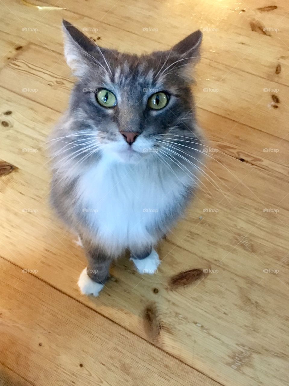 Mr Silver, Siberian cat