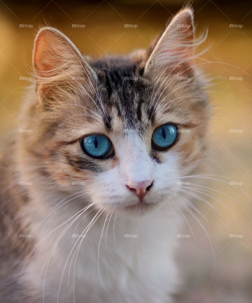 Beautiful and cute cat