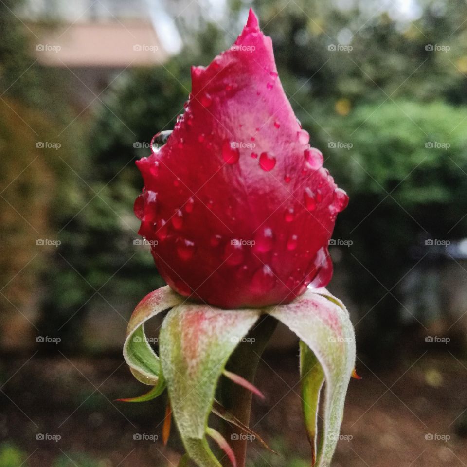 Rose bud with