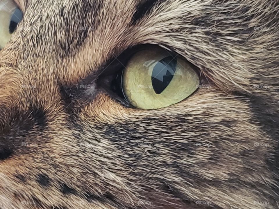 cat eyes