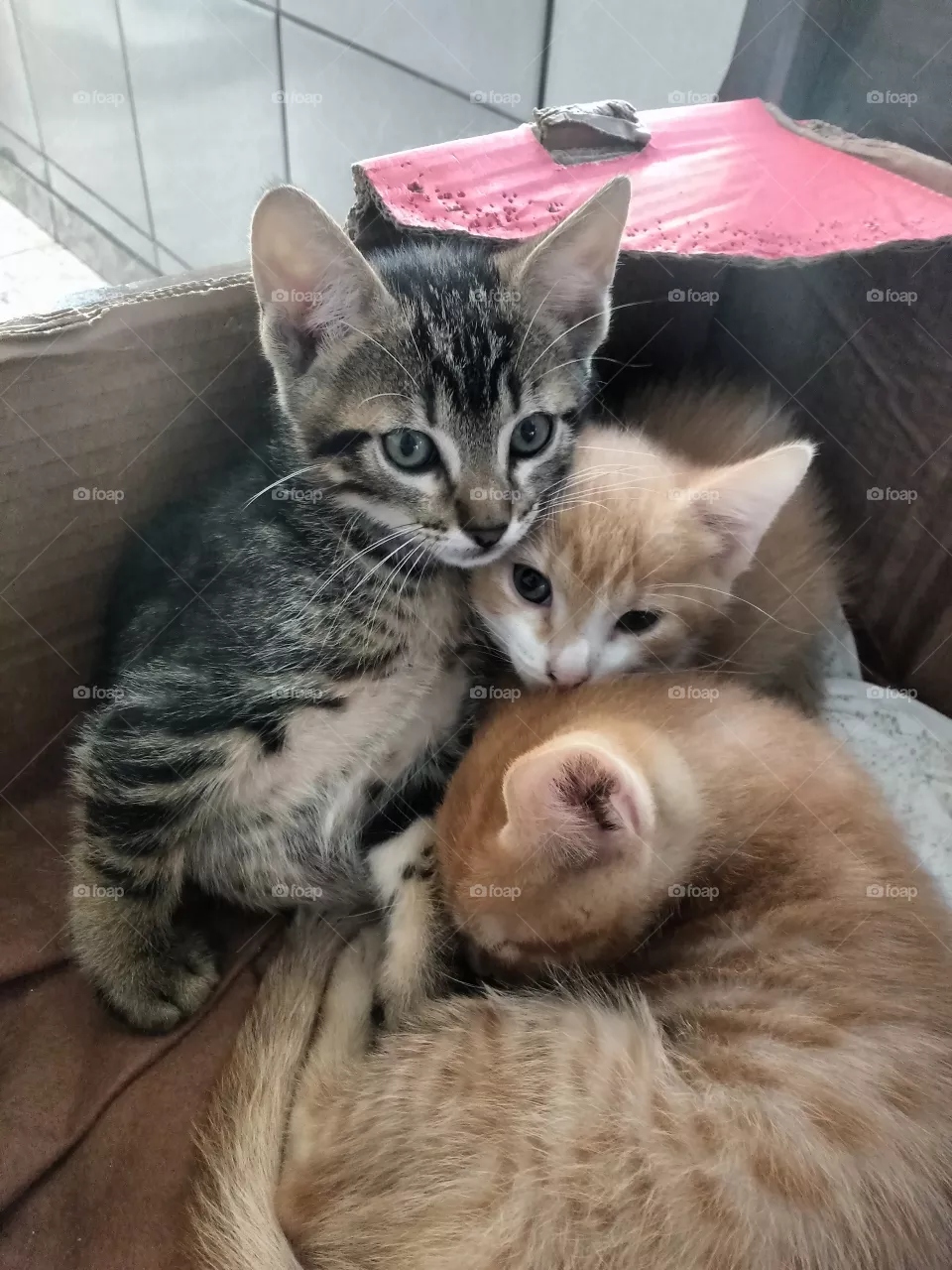 cat baby