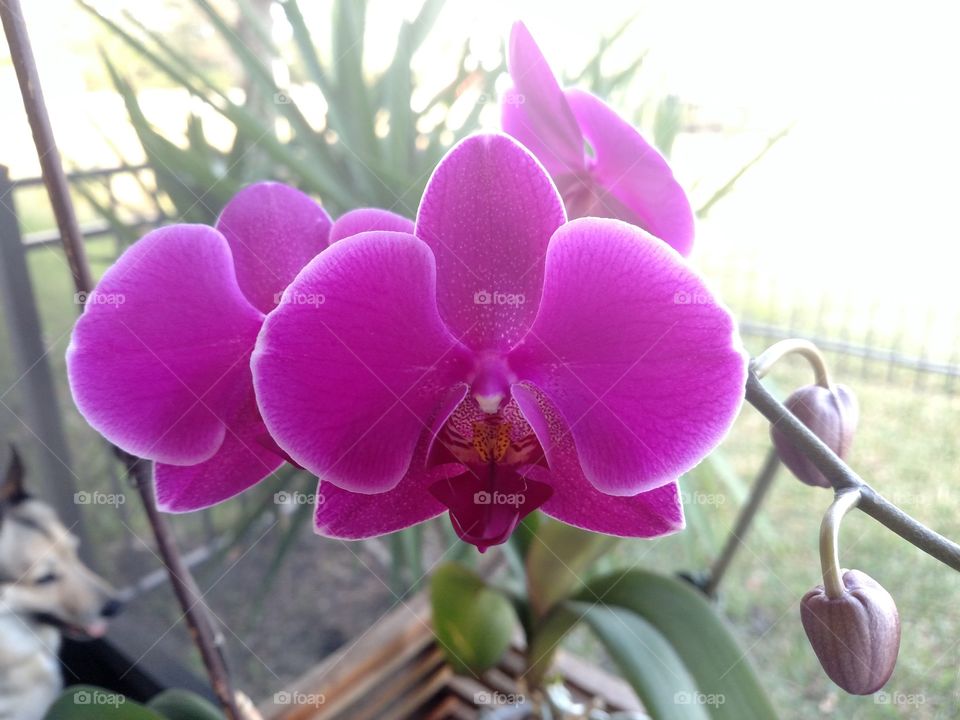 Fuschia Orchids