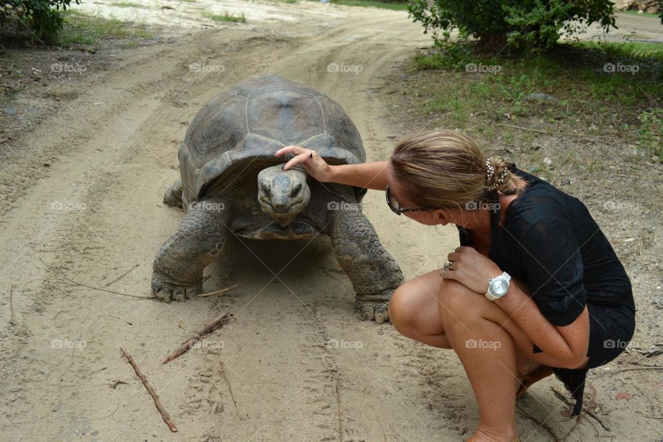 Tortoise saying hello