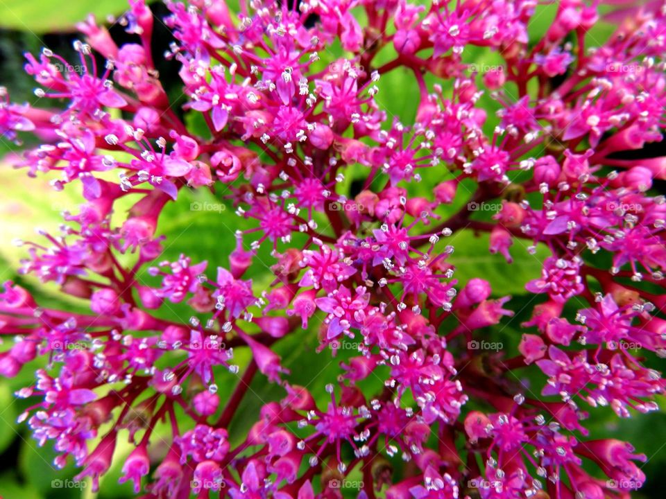 hydrangea close up