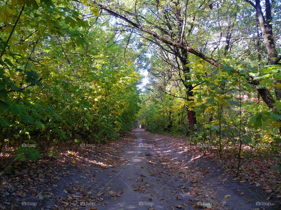 road in the forest