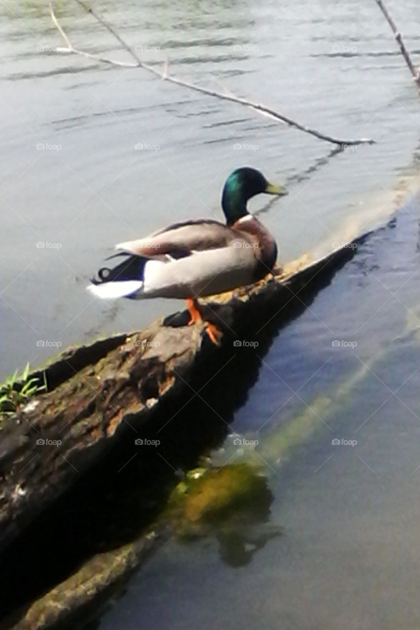 duck on a log