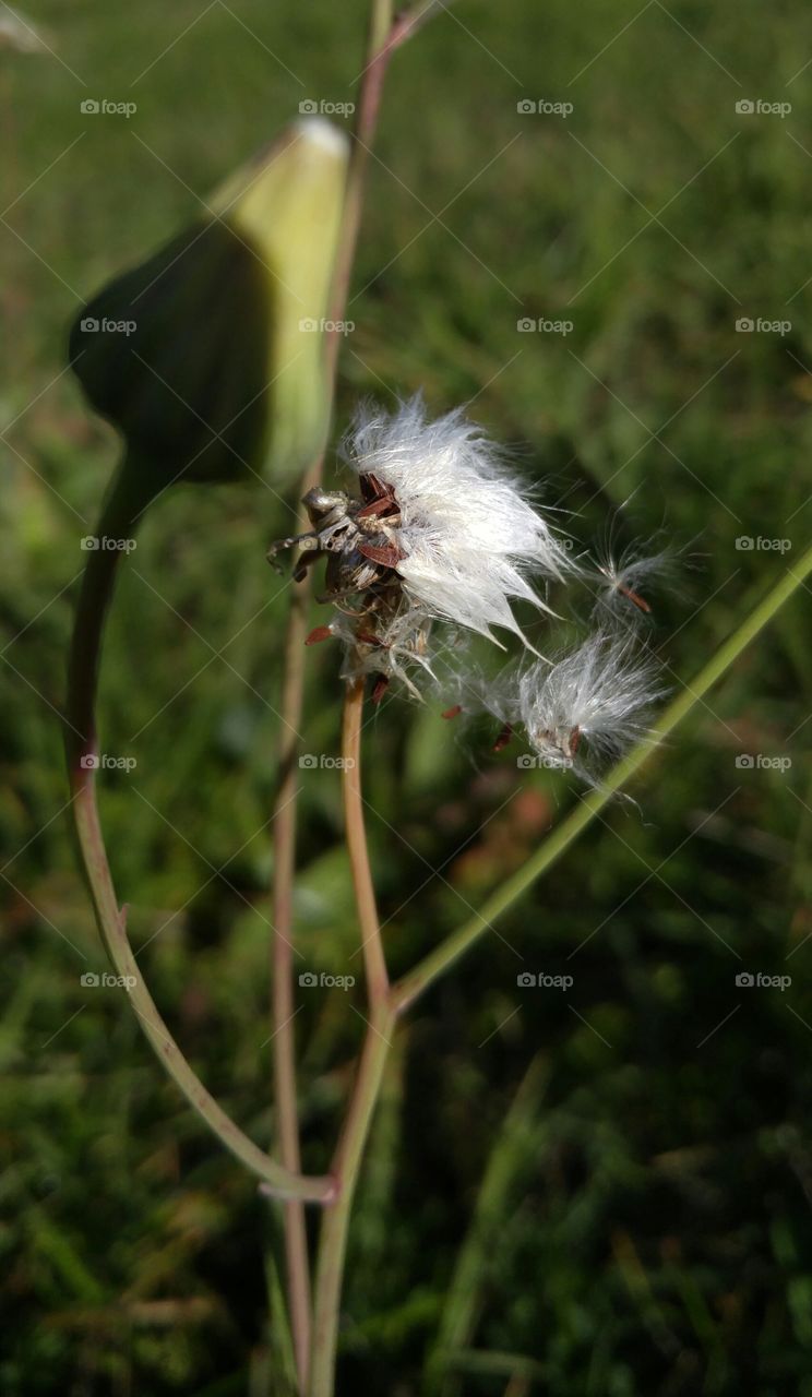 Last days of the dandelion 1. dandelion last days in full motion