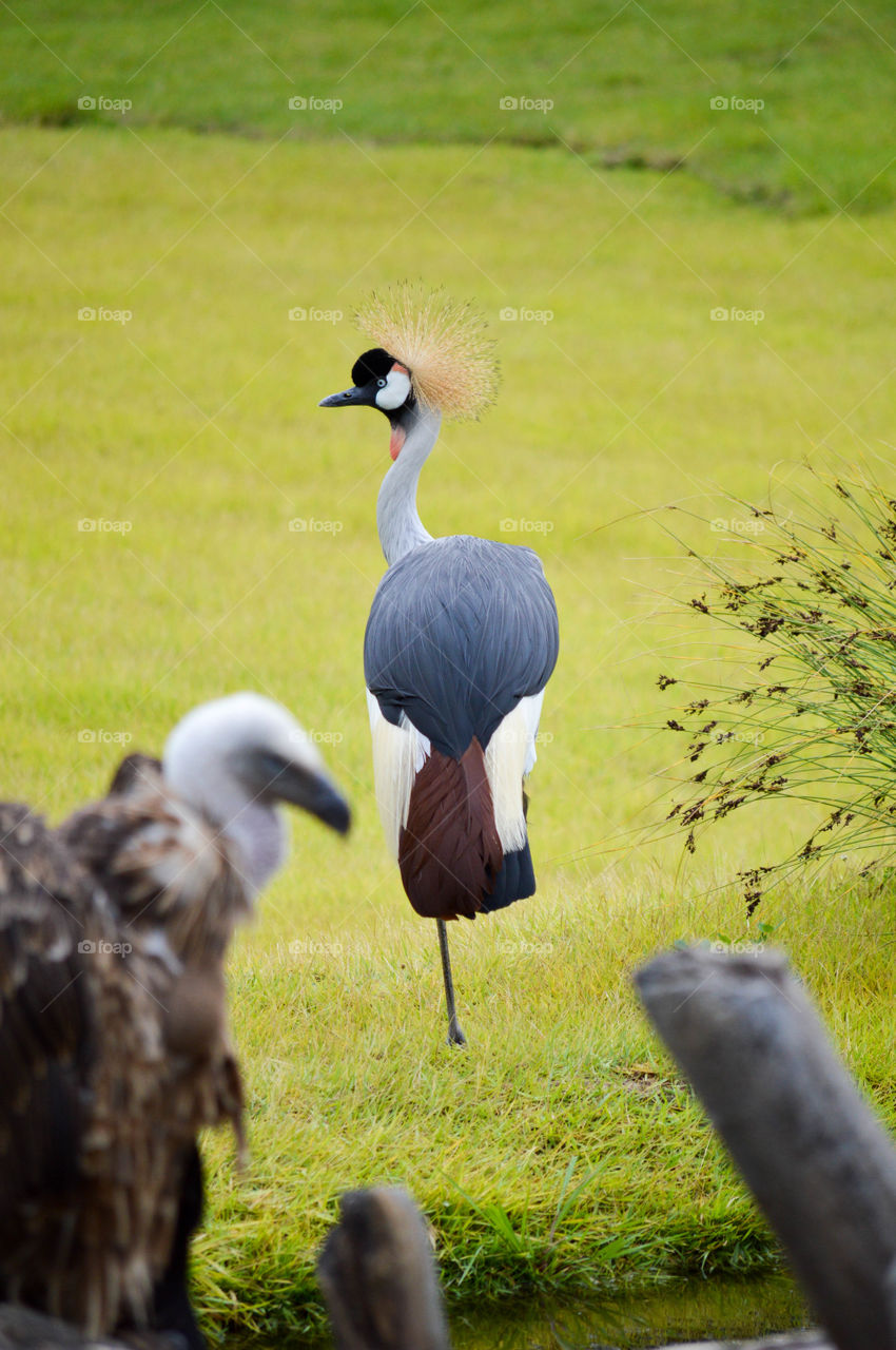 Crested crane standing on one leg in a grass field outdoors