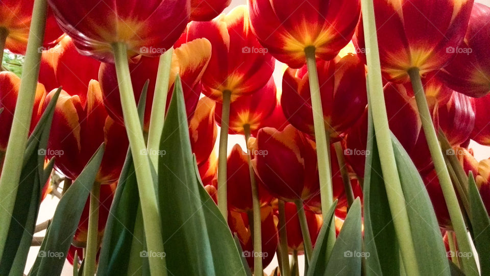 Red tulips. Perspective. Look from down.