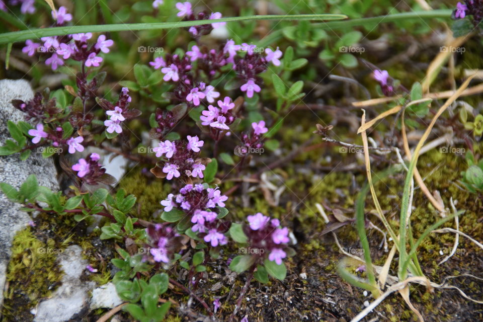 thyme plant