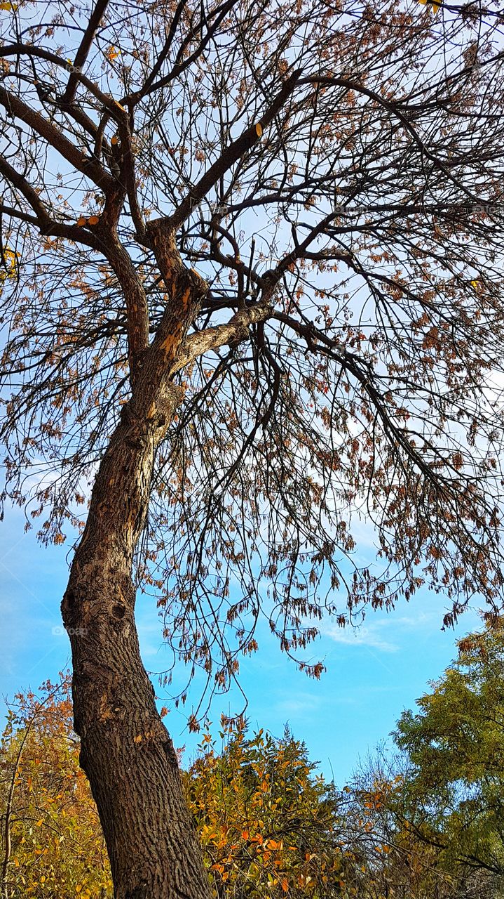 Looking at the sky between the branches