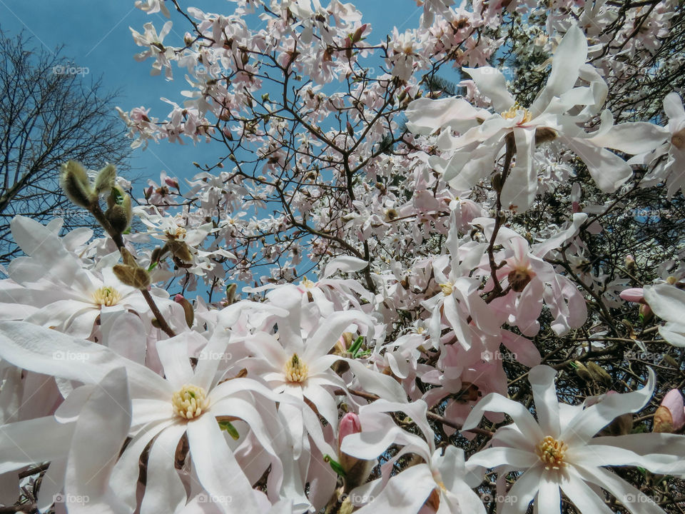 blooming magnolia in spring on a sunny day