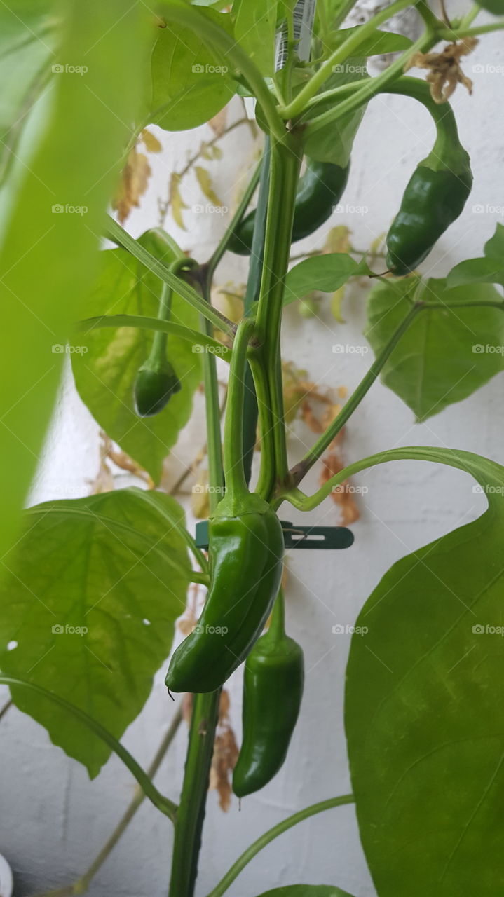 Es Wächst. Es gedeit. Essen Essen Essen.