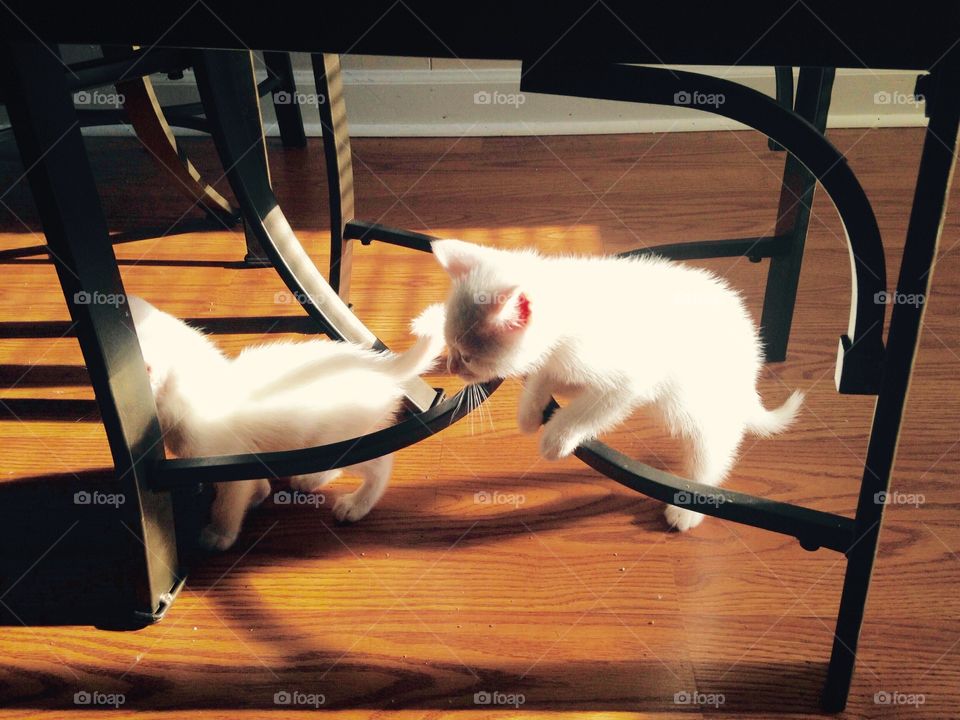 Cute & playful kittens