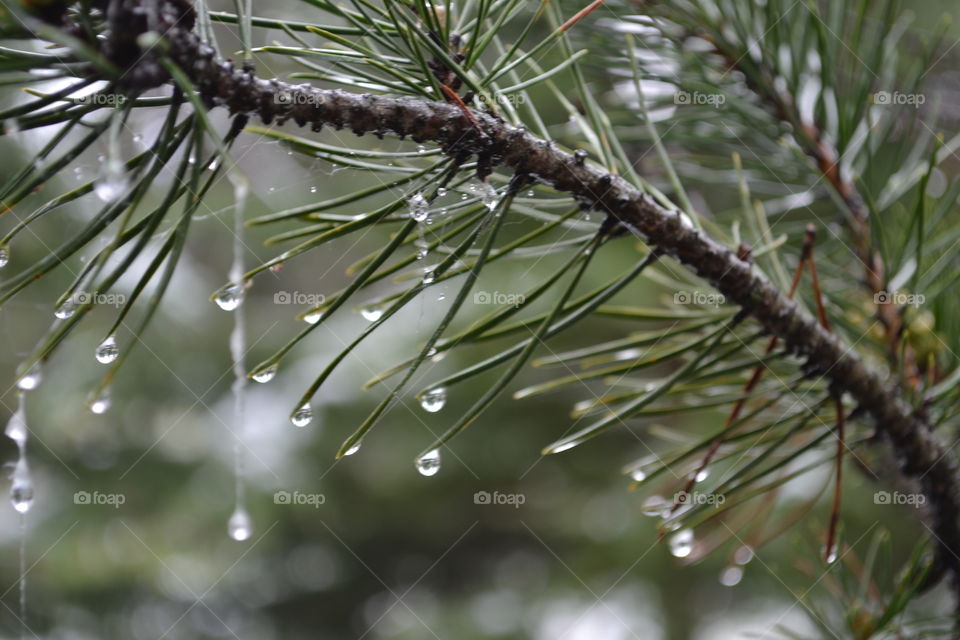 Snow melting off pine tree branch closeup 