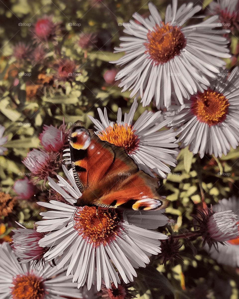 Butterfly in the flower