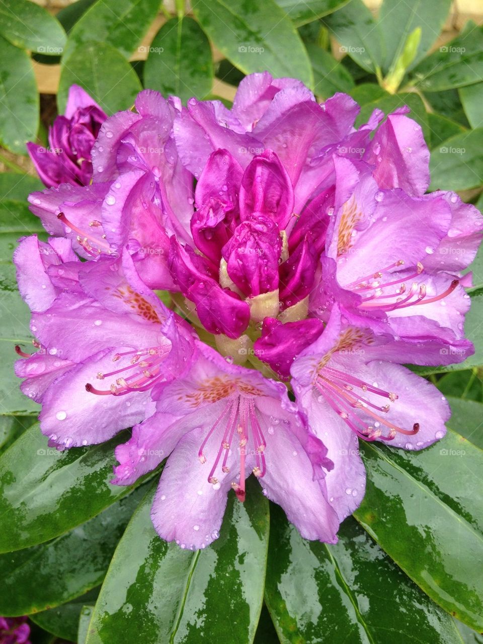 Rhododendron with raindrops